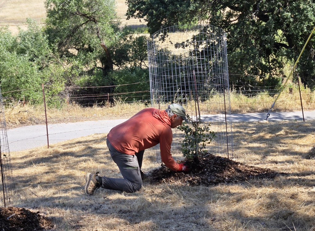 Dave spreading mulch around a tree before replacing the browse cage.